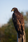 Juvenile Bald Eagle